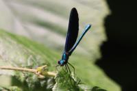 Calopteryx virgo