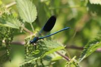 Calopteryx splendens