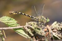 Onychogomphus forcipatus