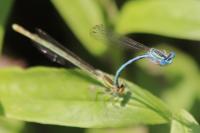 Platycnemis pennipes
