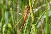 Crocothemis erythraea