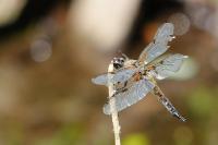 Libellula quadrimaculata