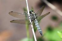Orthetrum cancellatum
