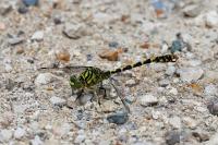 Onychogomphus forcipatus