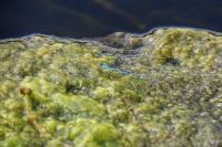 Erythromma lindenii