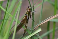Cordulia aenea