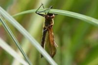 Cordulia aenea