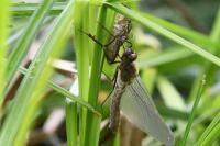 Cordulia aenea