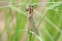 Cordulia aenea