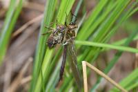 Cordulia aenea