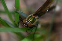 Cordulia aenea