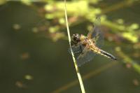Libellula quadrimaculata