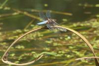 Libellula depressa