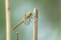 Sympetrum striolatum