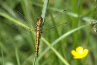 Orthetrum cancellatum
