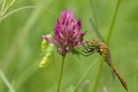 Sympetrum sanguineum
