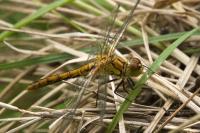 Sympetrum sanguineum
