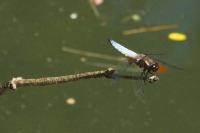 Libellula depressa