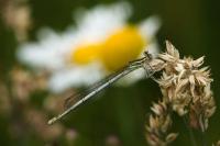 Platycnemis pennipes
