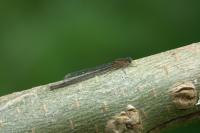 Agrion élégant