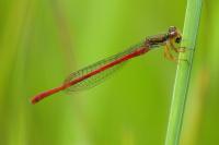 Ceriagrion tenellum