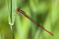 Ceriagrion tenellum