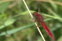 Crocothemis erythraea