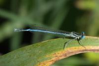 Platycnemis pennipes