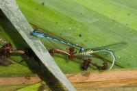 Erythromma lindenii