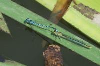Erythromma lindenii