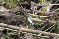 Orthetrum albistylum