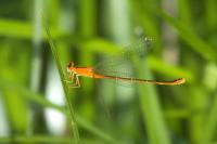 Ischnura pumilio