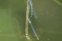 Erythromma lindenii