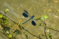 Calopteryx splendens