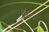 Orthetrum albistylum