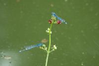 Erythromma lindenii