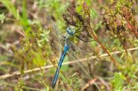 Anax imperator
