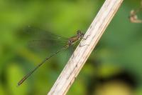 Chalcolestes viridis