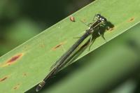Agrion élégant