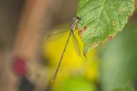 Chalcolestes viridis