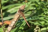 Sympetrum striolatum