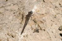 Sympetrum striolatum