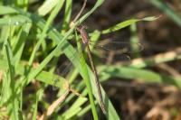 Chalcolestes viridis