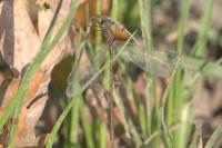 Chalcolestes viridis