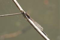 Sympecma fusca