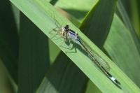 Agrion élégant
