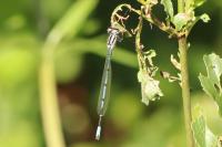 Coenagrion puella