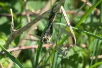 Brachytron pratense