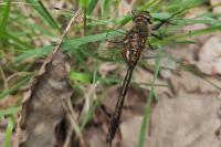 Cordulia aenea