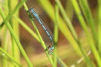 Coenagrion puella